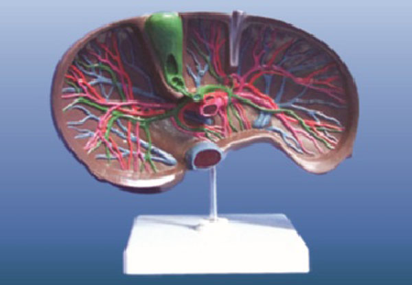 肝、膽囊放大模型.jpg