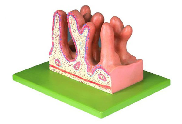 空腸內面放大模型.jpg