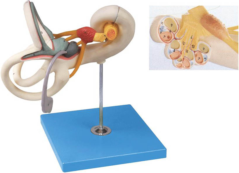 內(nèi)耳迷路放大模型.jpg