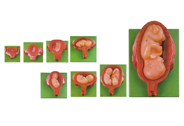 妊娠胚胎發(fā)育過程模型.jpg