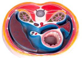 腹腔橫斷模型.jpg