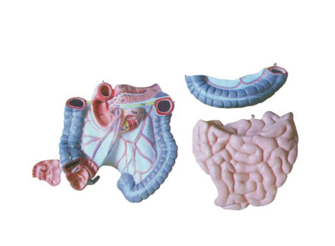 結(jié)腸空回腸解剖模型.jpg