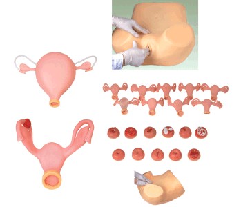 F35高級婦科綜合檢查訓(xùn)練模型.jpg