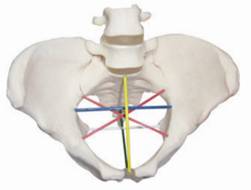 F24骨盆測(cè)量示教模型.jpg